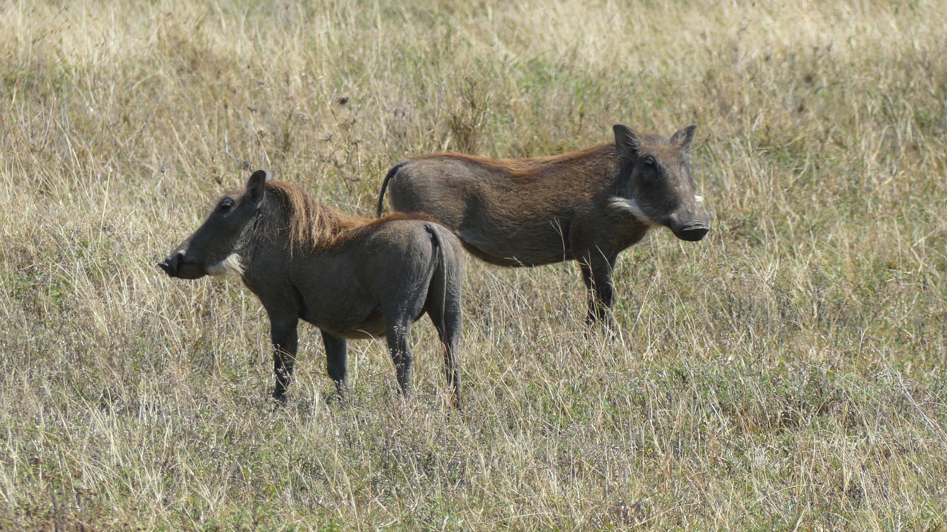 Safari wildlife Tanzania